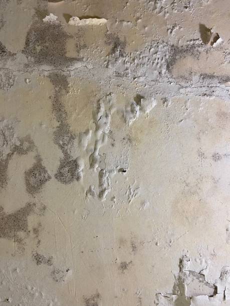 Best Professional Mold Removal  in Merced, CA